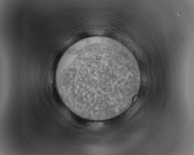 X0000086750374200705111700