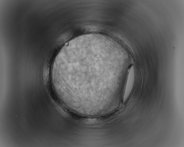 X0000086750406200705111659