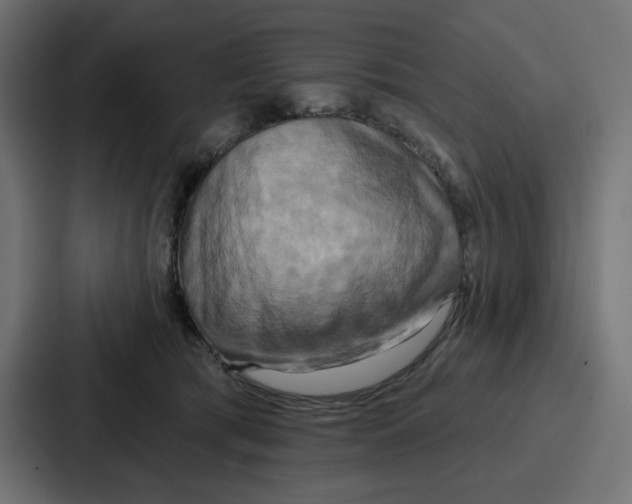 X0000086750417200705111659