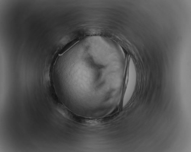 X0000086750516200705111657