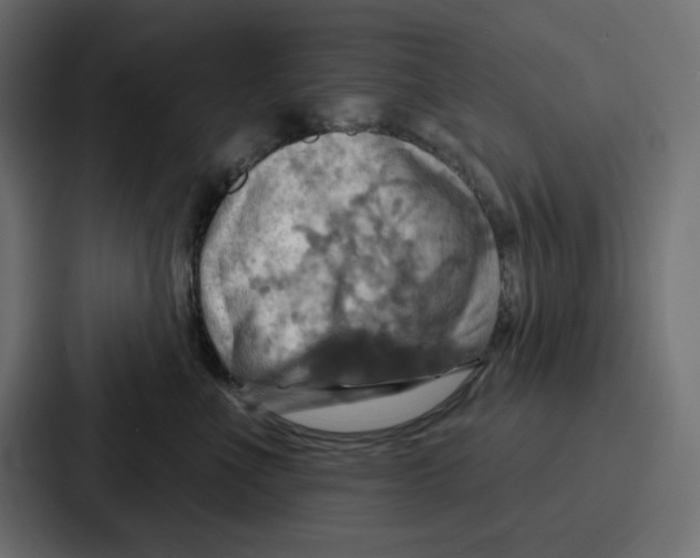 X0000086750523200705111657