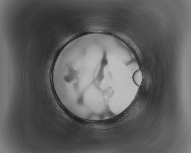 X0000086750529200705111657