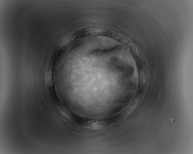 X0000086750564200705111657