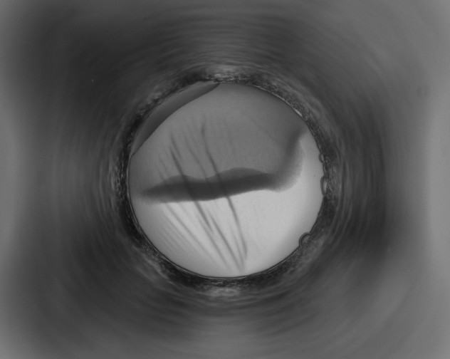 X0000086750653200705111656
