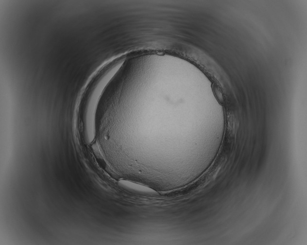 X0000086750676200705111655