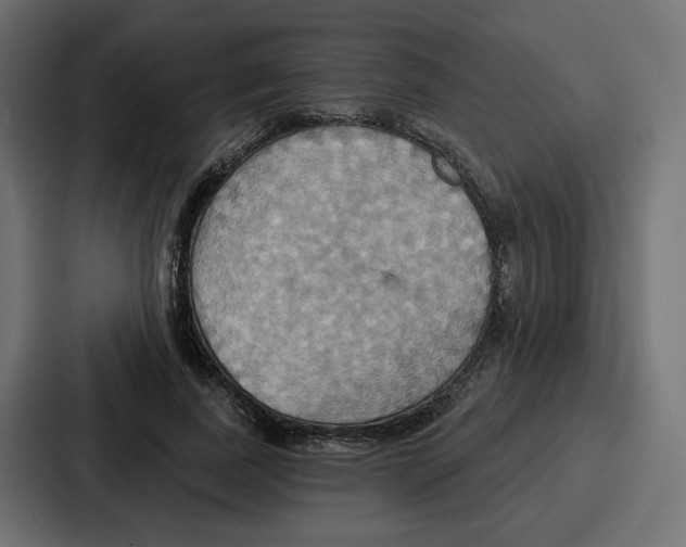X0000086750739200705111654