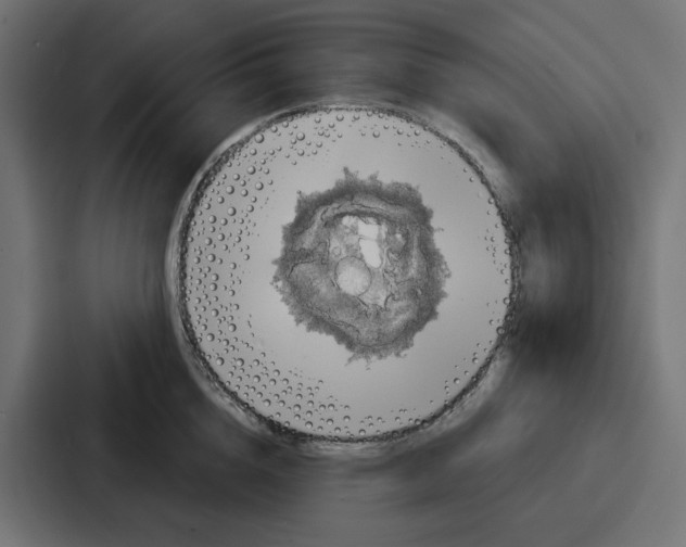 X0000086750856200705111653