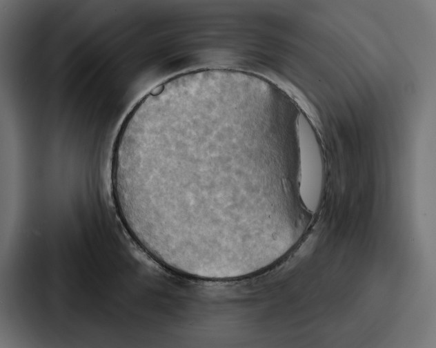 X0000086750904200705111652