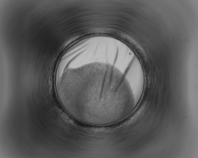 X0000086751025200705111650