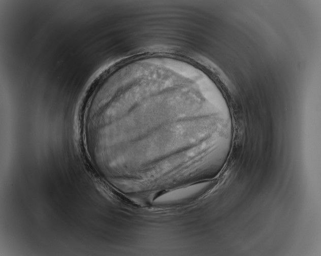 X0000086751027200705111650