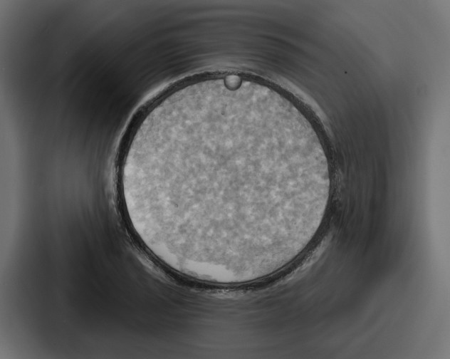 X0000086751029200705111650