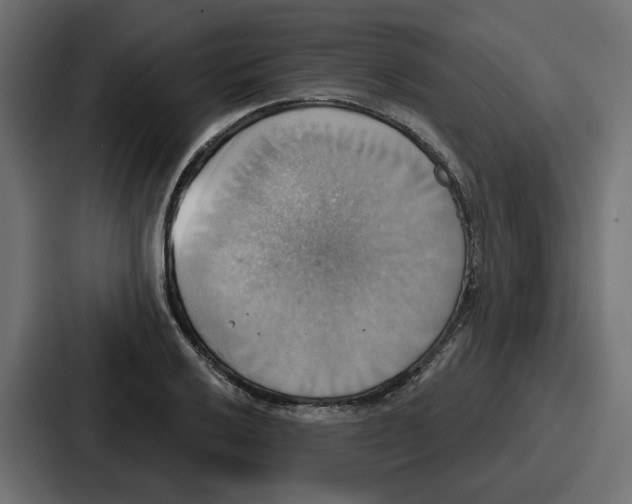 X0000086751032200705111651