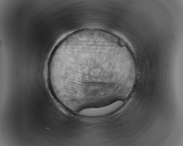 X0000086751040200705111651