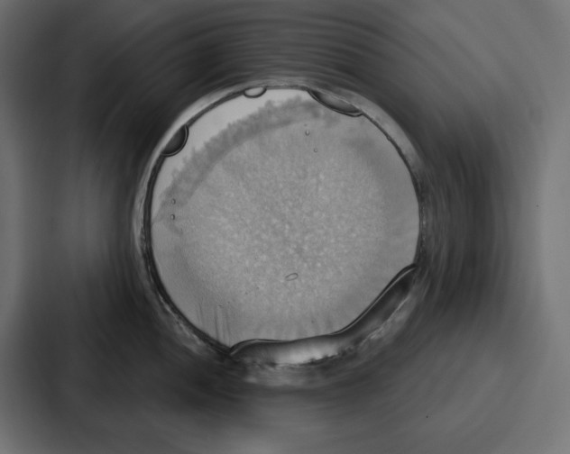 X0000086751052200705111651