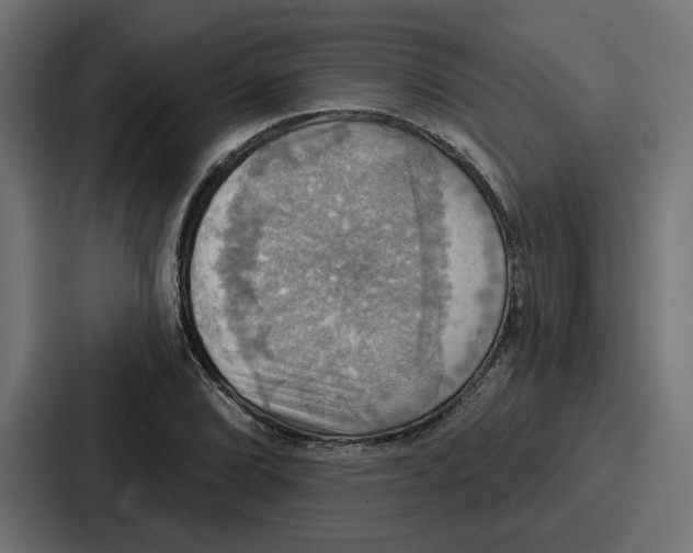 X0000086751072200705111650
