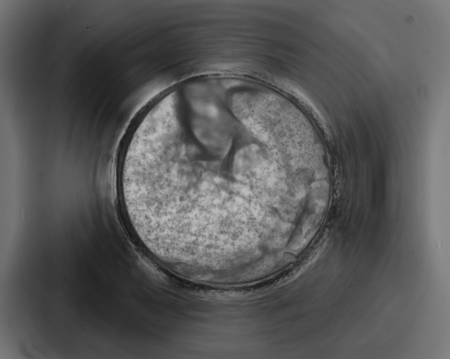 X0000086751079200705111650