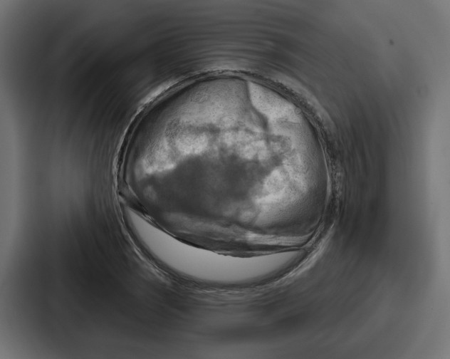 X0000086751121200705111649