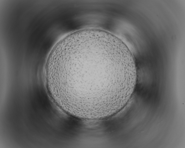 X0000086751150200705111650