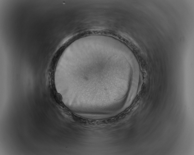 X0000086751208200705111648