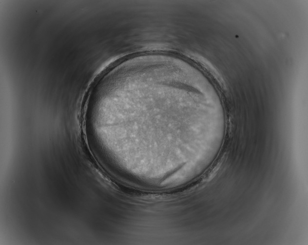 X0000086751212200705111648