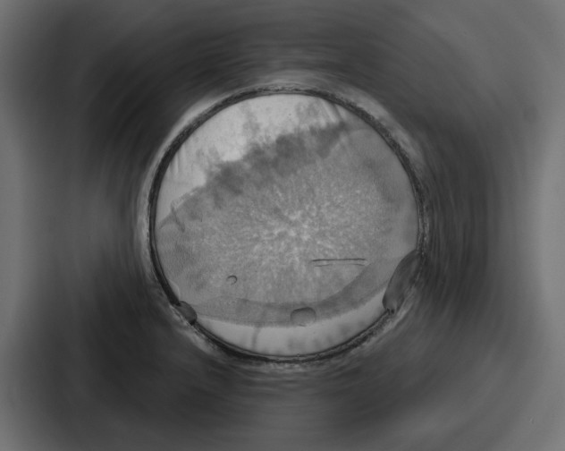 X0000086751232200705111648