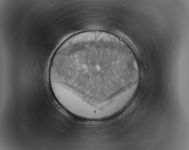 X0000086751236200705111648