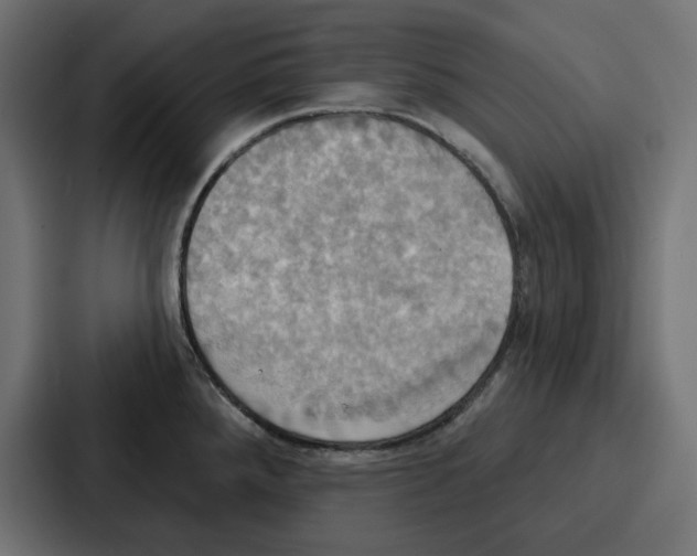 X0000086751288200705111647