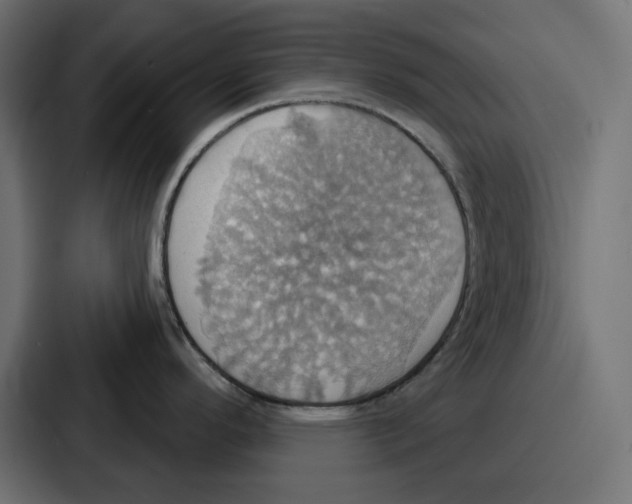 X0000086751296200705111647