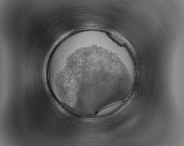 X0000086751333200705111647