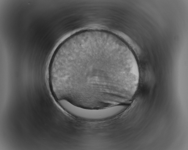 X0000086751335200705111647