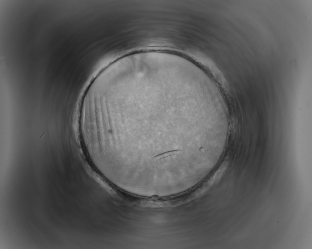 X0000086751374200705111646