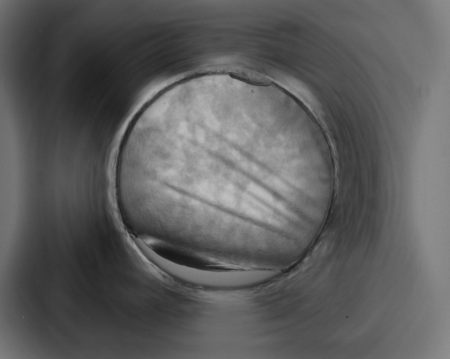 X0000086751392200705111646