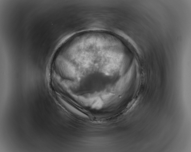 X0000086751415200705111646