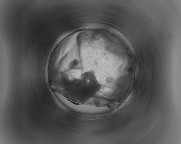 X0000086751417200705111646