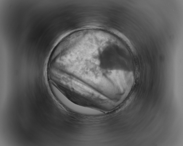 X0000086751423200705111646