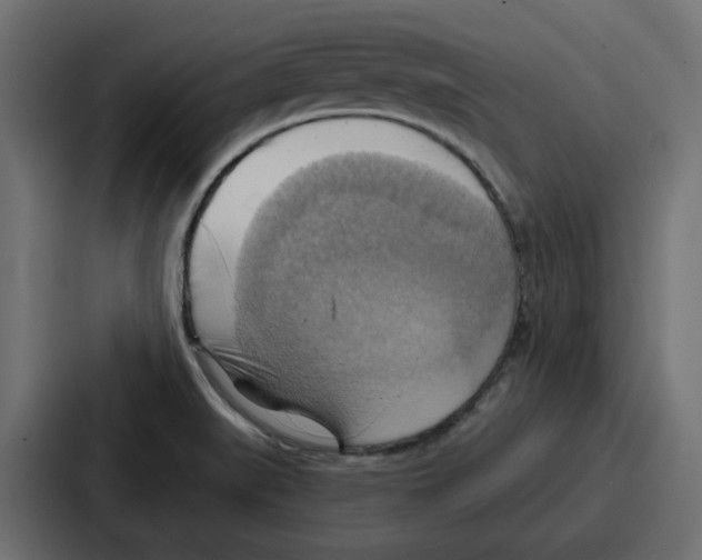 X0000086751519200705111644