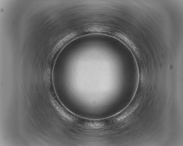 X0000086760445200704131120