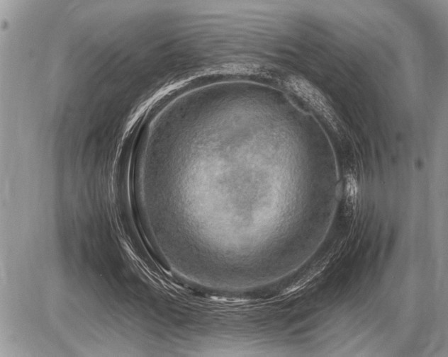 X0000086760676200704131116