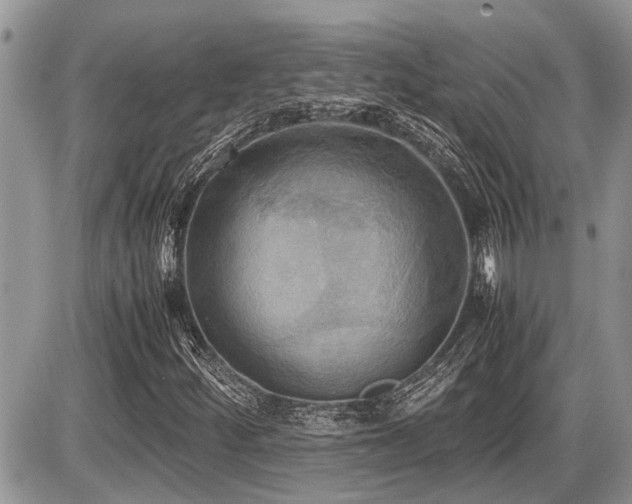X0000086761252200704131107