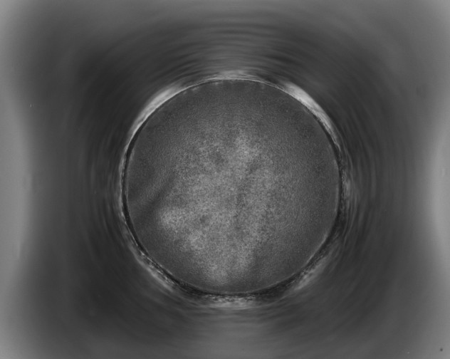 X0000086761002200704201741