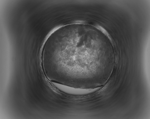 X0000086761435200704201736
