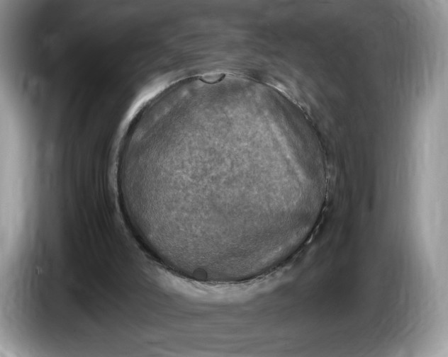 X0000086760006200704271739