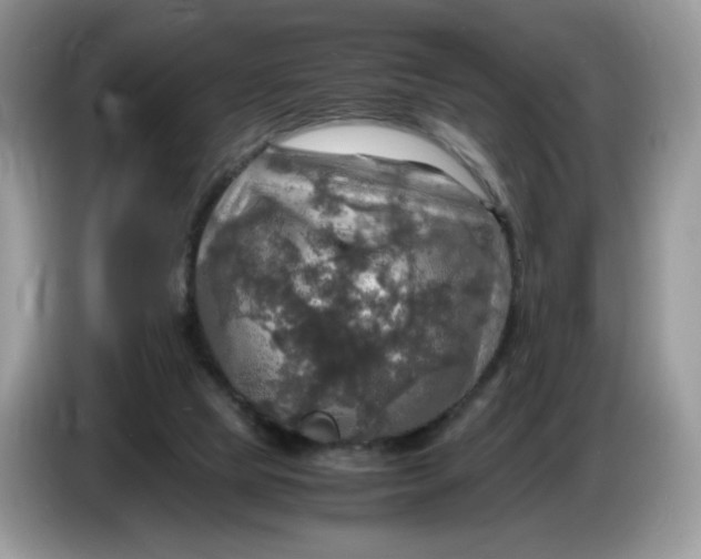 X0000086760065200704271738