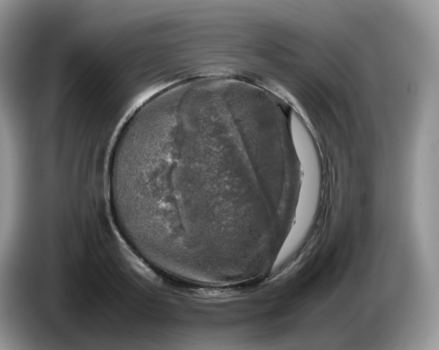 X0000086760795200704271729