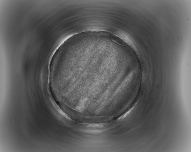 X0000086760844200704271729