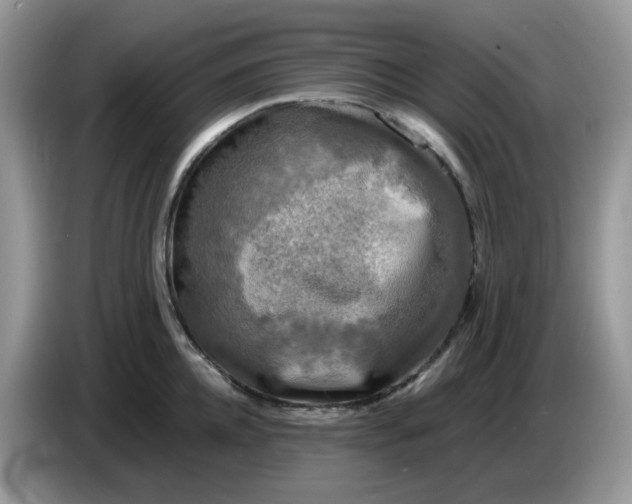 X0000086760952200704271727