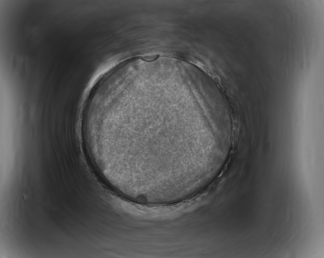 X0000086760006200705041457