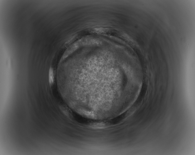 X0000086760075200705041456