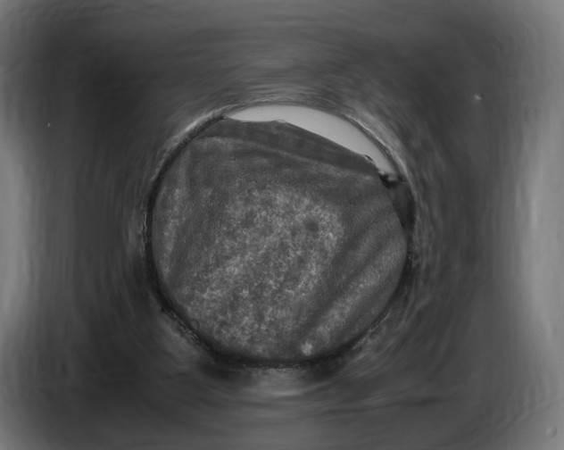 X0000086760107200705041456