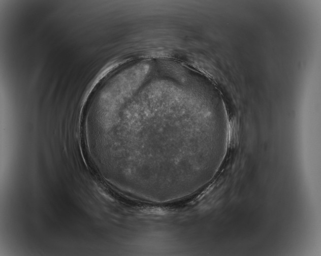 X0000086760195200705041455